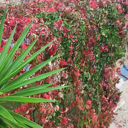 Peljesac Sova Sreser